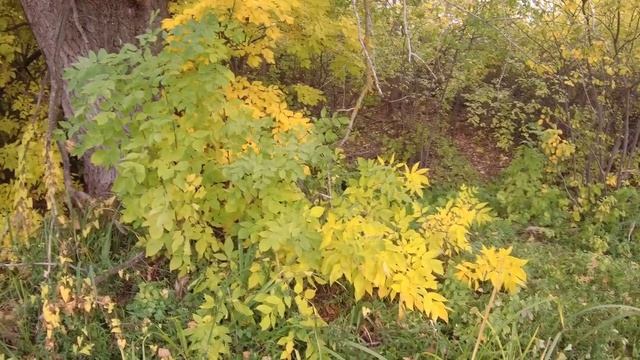 Яркие краски осени Октябрь смотреть онлайн