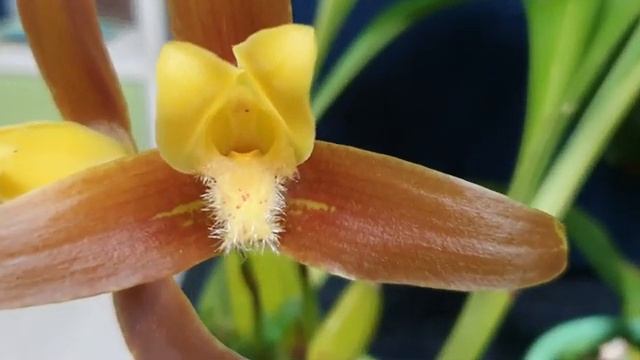 Ликасты (Lycaste) описание, уход.Содержание в моих условиях.