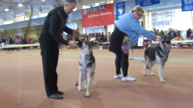 Выставка собак Донецк 03.11.2013. смотреть онлайн