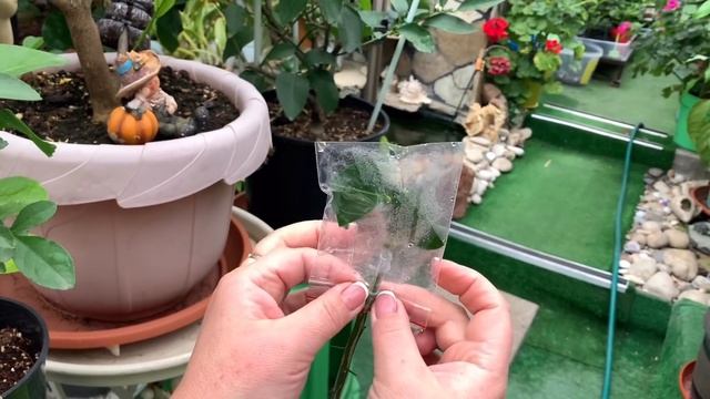 Эксперимент, трифолиата, обязательно к просмотру смотреть онлайн