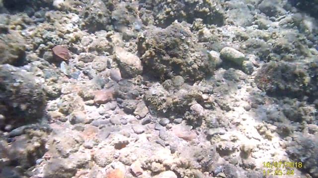 Рыба камень (бородавчатка) на Красном море смотреть онлайн
