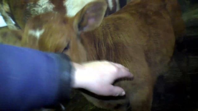 Какая температура в коровник мороз январь хозяйство Бажениты смотреть онлайн