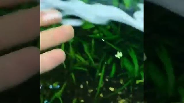 Подводная Зебра рыба смотреть онлайн