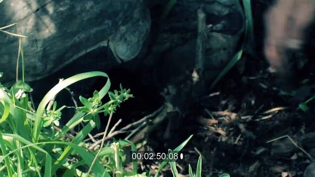 Древесные черви к рыбалке!? смотреть онлайн