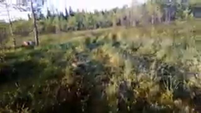 Охота на медведя на приваде, медведь заходил в избушку. смотреть онлайн