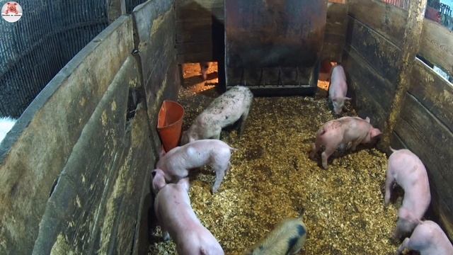 373 ?Отлучка поросят ???вес месячного поросёнка? смотреть онлайн