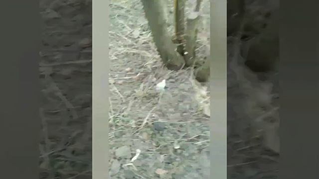 персик ? Хасанский Железова (ролик1 в 2023г.) смотреть онлайн