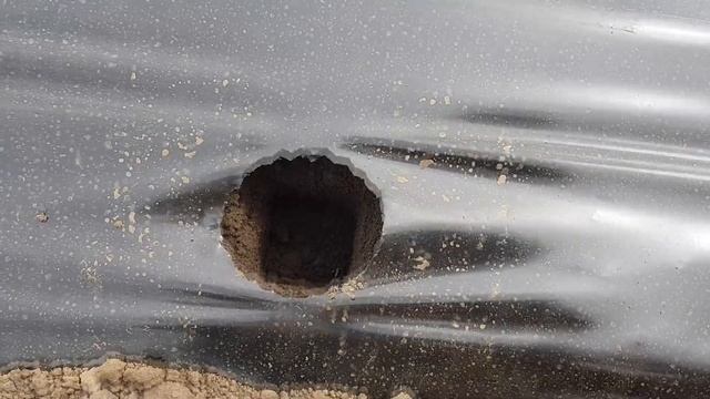 Лунки для высадки кассетной рассады клубники! смотреть онлайн