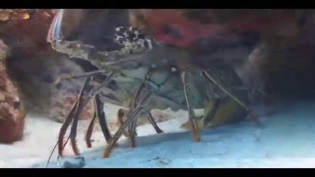 Топ страшных существ найденных в океане / топ sos / топ / смотреть онлайн