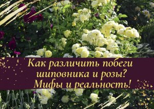 Как различить побеги шиповника и розы? Мифы и реальность!