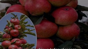 Яблоня Арбат колоновидная