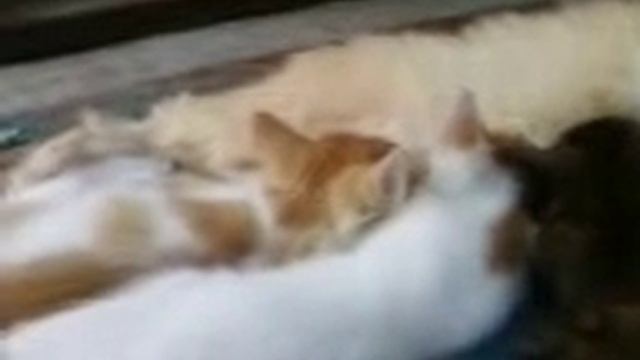 Кошка кормит котят смотреть онлайн