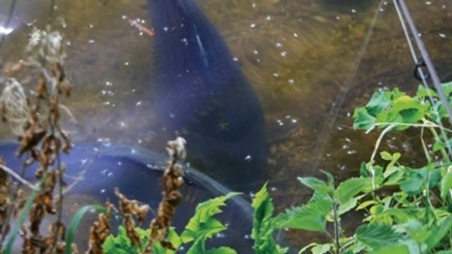 Где нужно искать КАРАСЯ в Апреле,КАРП в МАЕ ?весенняя рыбалка,рыбалка смотреть онлайн