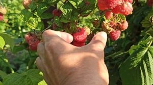 Сорт малины Каскад Делайт в Омске! Пробуем первую ягоду!