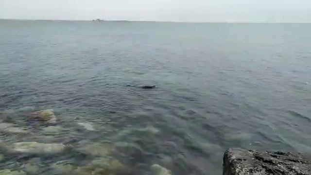 Спасение тюленя на Каспии смотреть онлайн