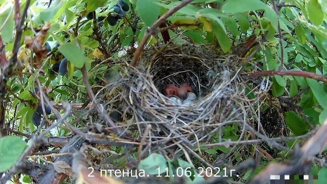 ПТИЧЬЕ ГНЕЗДО! ОТ ЯЙЦА ДО ВЫЛЕТА! BIRD'S NEST! FROM EGG TO FLIGHT! смотреть онлайн