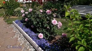 ✿➽ Роза Лав Сонг (первогодки) Развитие и цветение в июне, июле 2022