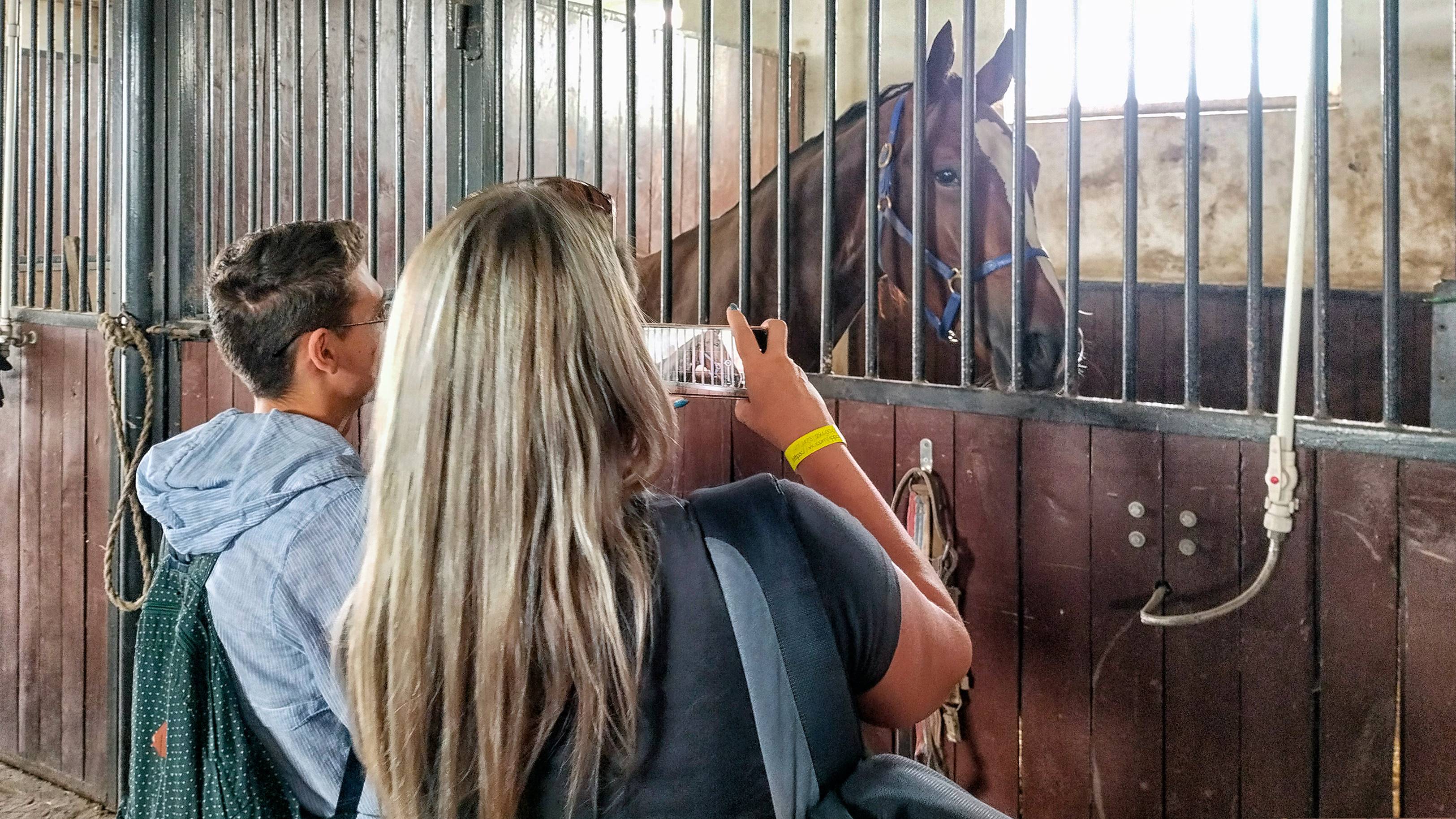 Экскурсия на конюшню Воронежского ипподрома. Пообщаемся с лошадьми и заглянем в большой крытый манеж смотреть онлайн