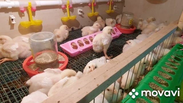 Бройлеры. Пропаивание бройлерных цыплят. Выращивание бройлеров в домашнем хозяйстве. Арбор Айкрес.