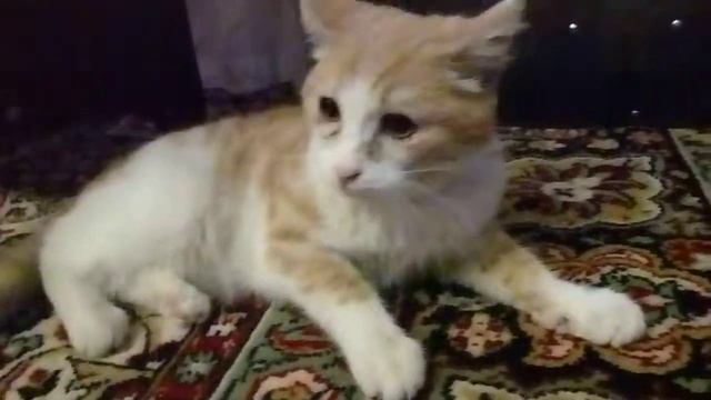 агрессивный котик смотреть онлайн