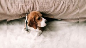 Бигль. Плюсы и минусы, Цена, Как выбрать, Факты, Уход, История