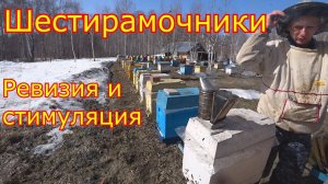 ШЕСТИРАМОЧНИКИ Карника! Ревизия и стимуляция!