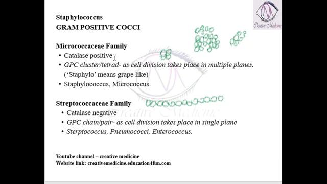 Lec 1 Staphylococcus Virulence Factors || MICROBIOLOGY || Microbiology смотреть онлайн