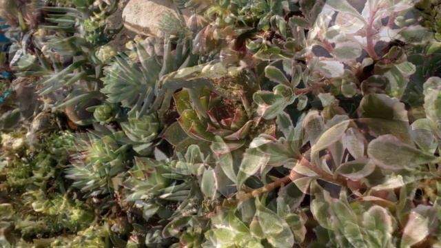 Садовый декор. Мои маленькие садики из суккулентов.