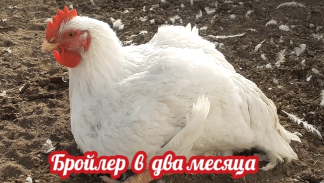 Бройлер в два месяца - это надо видеть... смотреть онлайн