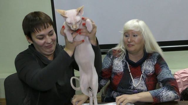Презентация канадского сфинкса БИС СТЮАРД КЛЕОПАТРА КЭТС смотреть онлайн