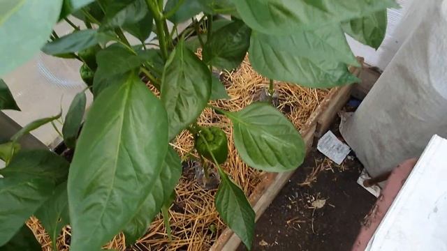 ПЕРЕЦ ЦВЕТЕТ, ХОТИТЕ МНОГО ЗАВЯЗИ?