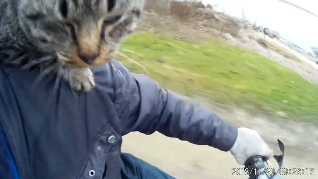 Кот Глебчик любит прокатитсья на мотоцикле смотреть онлайн