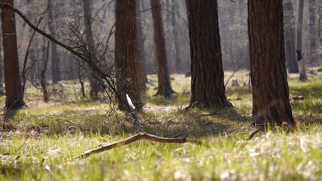 Весенний апрельский лес черноземья. Статичная камера. смотреть онлайн
