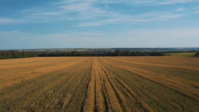 Paleca 61 1 смотреть онлайн