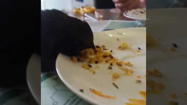 Учим кушать сверчков смотреть онлайн