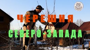 Особенности весенней обрезки ЧЕРЕШНИ в Севере-Западном регионе! Сорт Памяти Астахова. Трёхлетка.