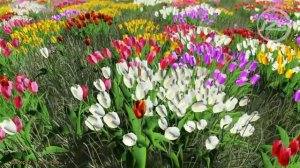 Band ODESSA - Жёлтые тюльпаны.