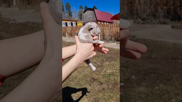 Щенок американского булли от 500.000 рублей от мамы Були! Редкий окрас "МЕРЛЬ". WA:+79807427894. ч. смотреть онлайн