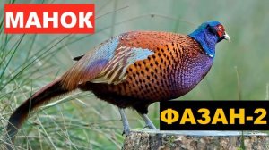 ?ГОЛОС (МАНОК) ФАЗАН 2