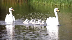 БЕЛЫЕ ЛЕБЕДИ (1)