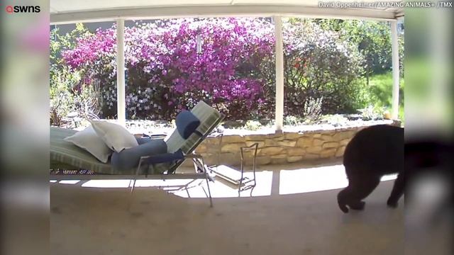 Man startled after he comes face-to-face with huge bear outside his home | SWNS смотреть онлайн