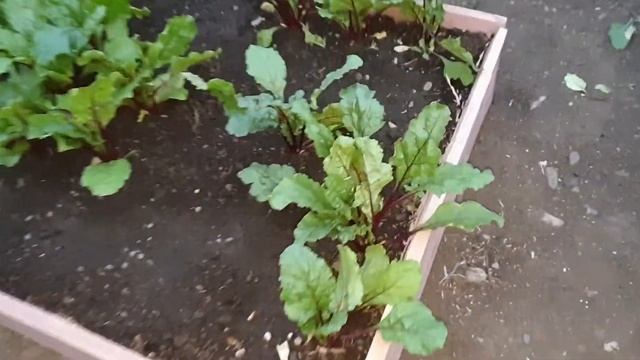 Супер удобные деревянные грядки // маленький огород смотреть онлайн