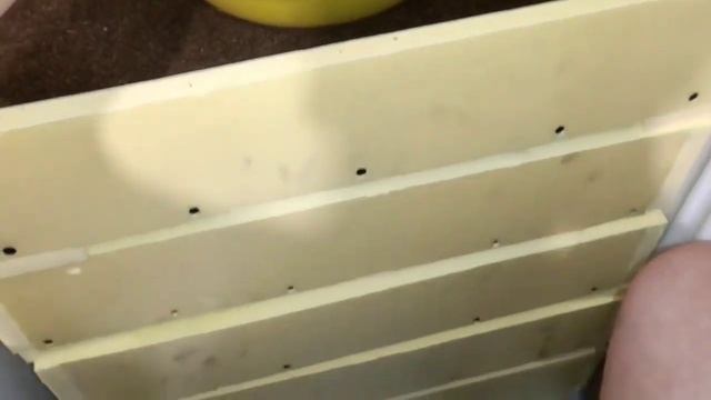 Червь Дендробена Отзыв смотреть онлайн