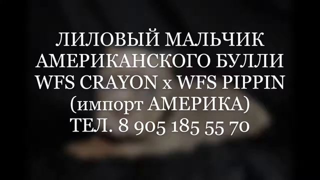 АМЕРИКАНСКИЙ БУЛЛИ МАЛЬЧИК ЛИЛОВЫЙ смотреть онлайн