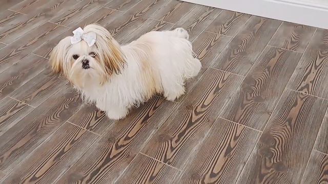 Девочка ши-тцу) продажа 💞 @oksanapyrozhuk1385 #шитцу #shitzu #купитьщенка #купитьшитцу #welpen смотреть онлайн