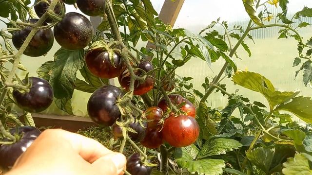 Экзотический томат КОРОЛЕВА НОЧИ.Ярославская область.29 июля 2022г. смотреть онлайн