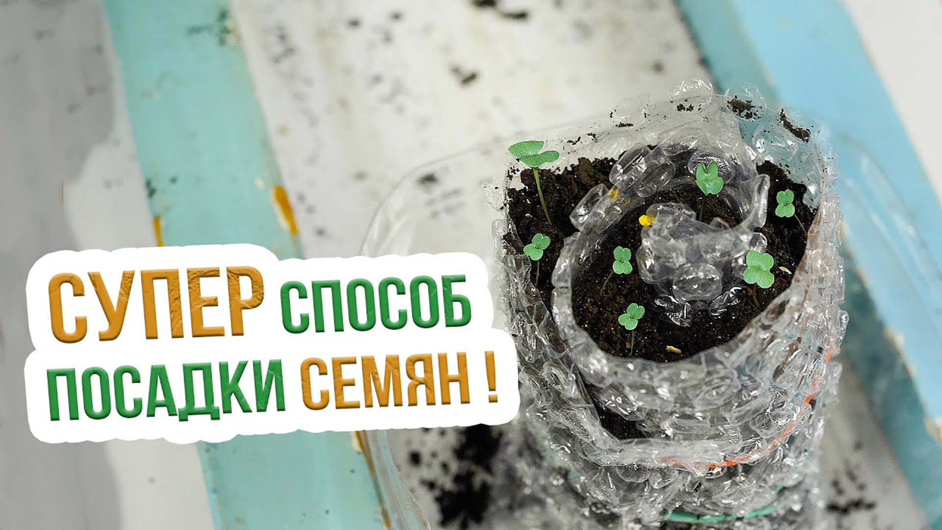 Как правильно сделать улитку для рассады. Особенности посадки рассады в улитку смотреть онлайн