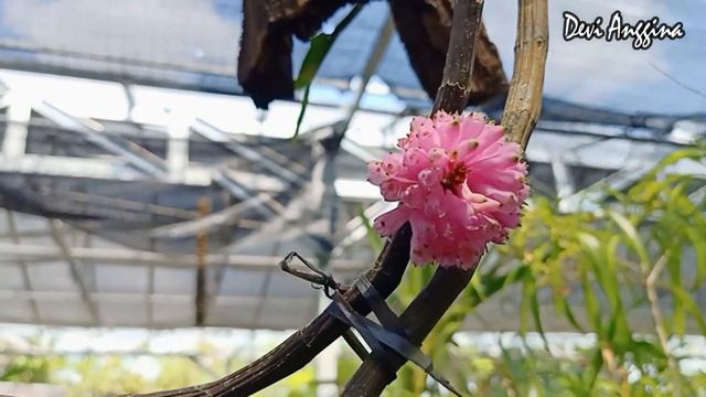 CANTIKNYA ANGGREK DENDROBIUM PURPUREUM смотреть онлайн