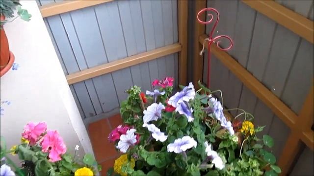 Цветы на балконе - конец июля и наш новый балкон смотреть онлайн