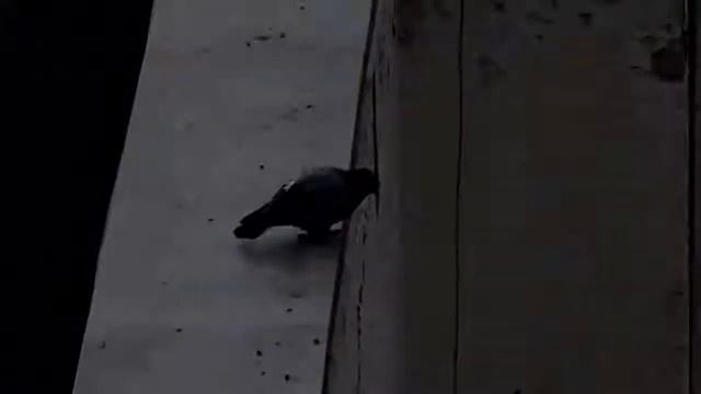 Голубю надоело жить смотреть онлайн